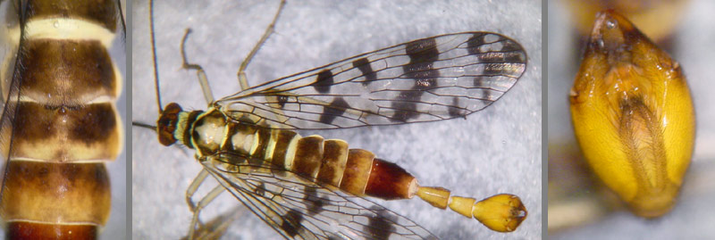 Panorpa vulgaris