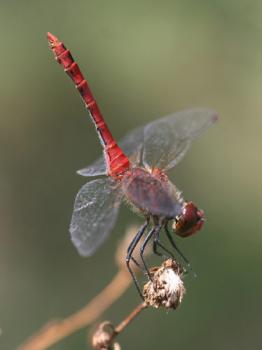Blutrote_Heidelibelle_0.jpg