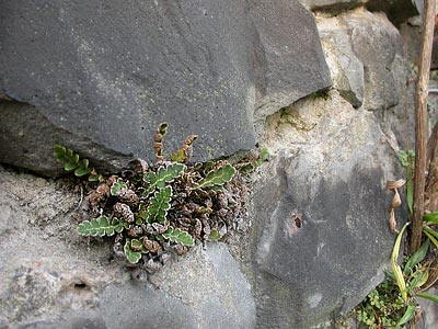 Asplenium ceterach