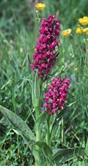 Dactylorhiza_majalis.jpg