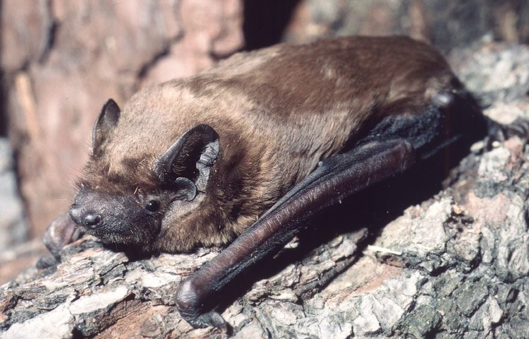 Fledermaus