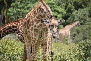 Giraffe