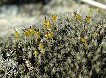 Grimmia laevigata