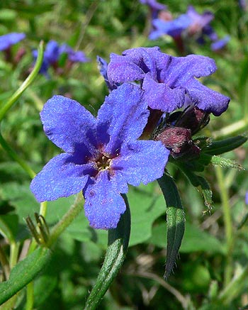 Lithospermum purpurocaeruleum