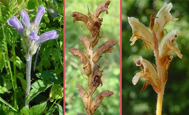 von links nach rechts: Orobanche purpurea; O. teucrii, verblüht; Orobanche caryophyllacea - Blüten deutlich nach Nelken duftend