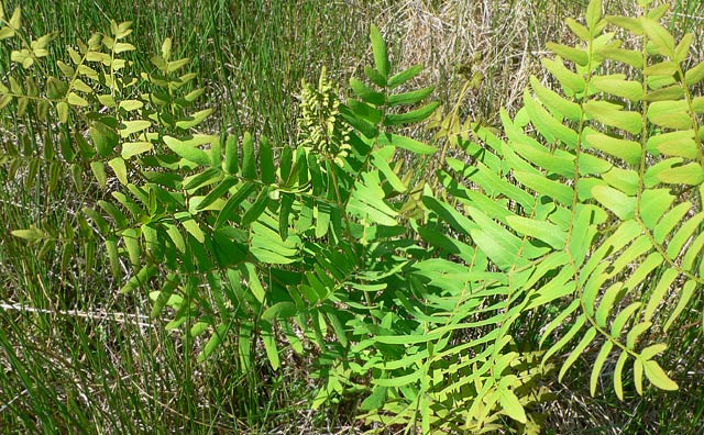 Osmunda regalis