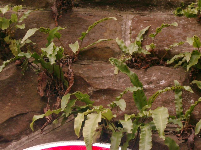 Asplenium scolopendrium in Geislautern