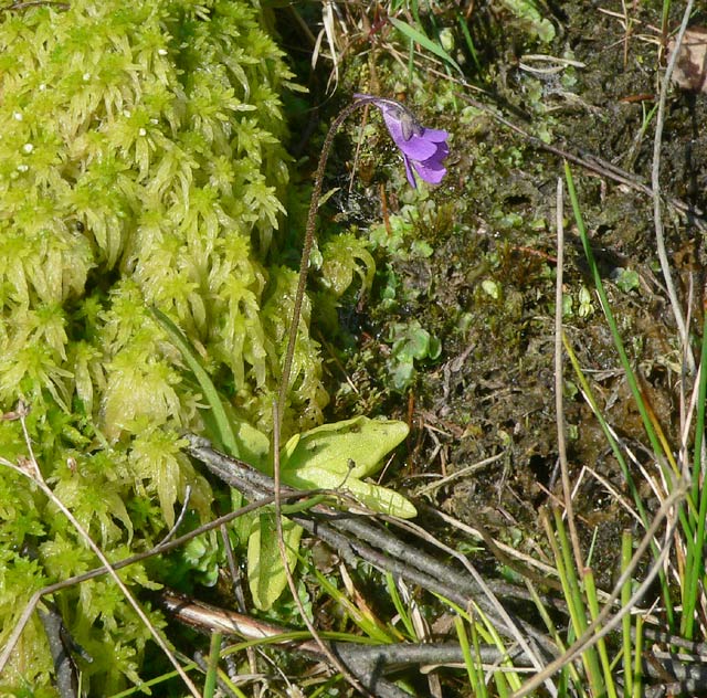 Pinguicula vulgaris