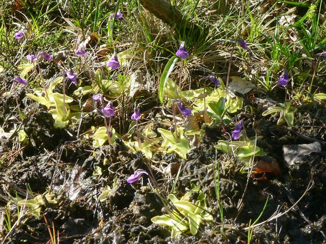 Pinguicula vulgaris
