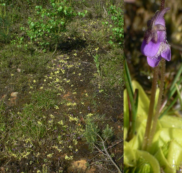Pinguicula vulgaris