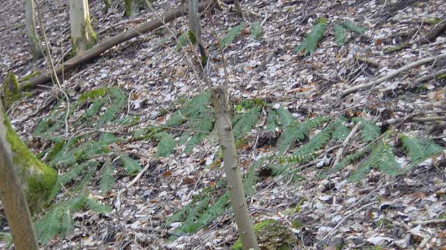 Polystichum aculeatum