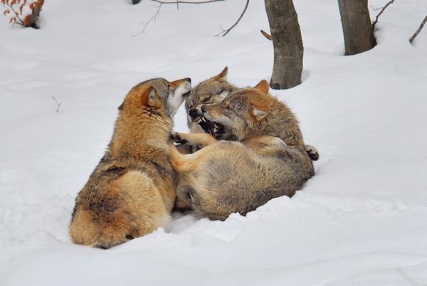 Wolfsbalgerei