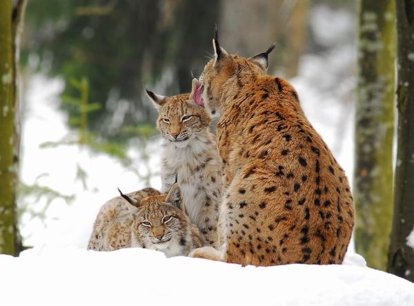 Luchsfamilie
