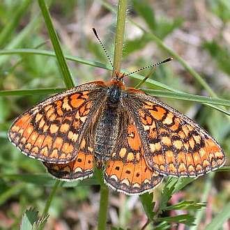 Euphydryas aurinia