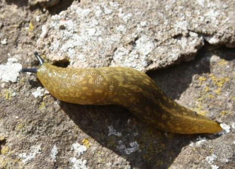 Bierschnegel (Limacus flavus)