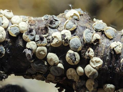 Diderma donkii