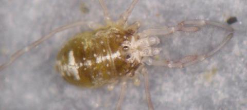 Dicranopalpus ramosus, Jungtier - Fotos erwachsener Tiere aus der Umgebung von Metz findet man <a href="http://www.spiderling.de/arages/Fotogalerie/species_fg.php?name=DICRAM" target="_blank">hier</a>. Dicranopalpus ramosus, Jungtier