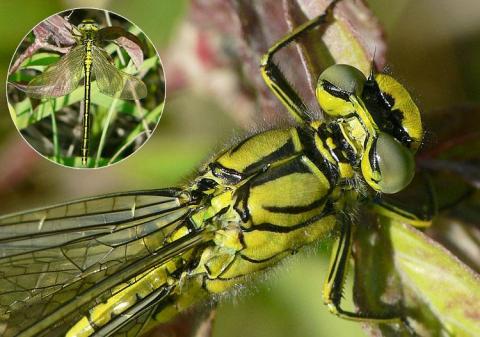 Gomphus pulchellus 