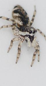 Salticus zebraneus