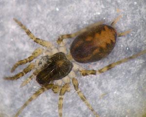Textrix denticulata