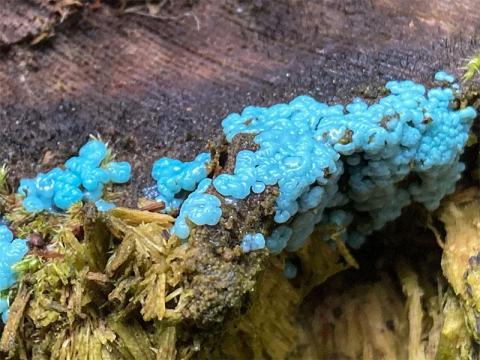 Ceratiomyxa bei Lautzkirchen