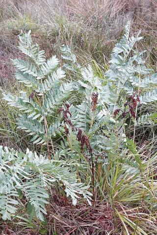 Königsfarn (Osmunda regalis) mit fertilen Wedeln im Schuster-Hannes-Bruch. Foto: B. Freiheit, 27.07.2017