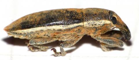 Lixus ochraceus im NSG In Geiern