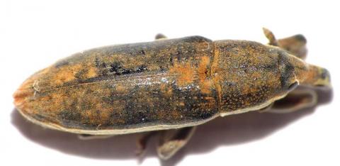 Lixus ochraceus im NSG In Geiern