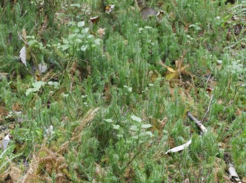 Bestand des Sprossenden Bärlapps (Lycopodium annotinum) im Moosbruch. Foto: Th. Schneider, 09.08.2017