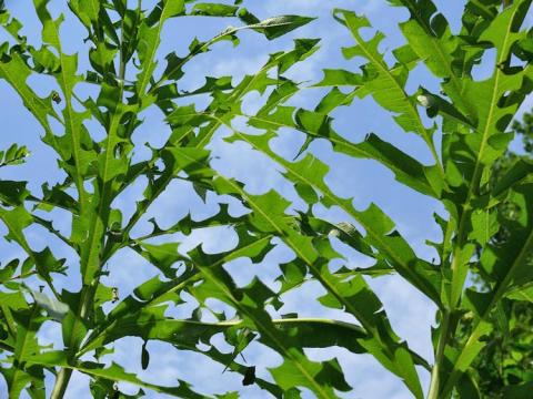 Die Spuren der Schneidearbeit von Megachile an Epilobium angustifolium