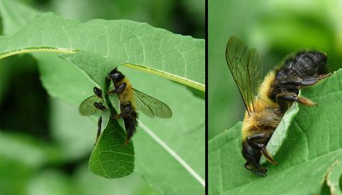 Megachile nigriventris, Schwarzbürstige Blattschneiderbiene