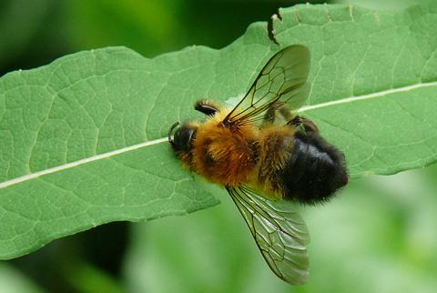 Megachile nigriventris, Schwarzbürstige Blattschneiderbiene