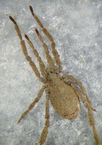 Anelasmocephalus cambridgei