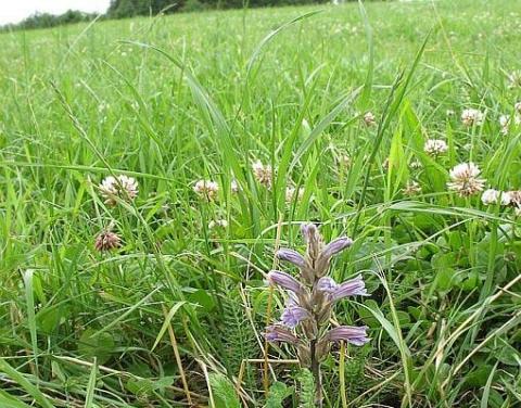 Orobanche purpurea 2009 in Güdesweiler (Foto: Rudi Dupré)