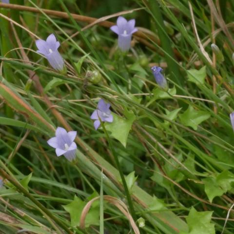 Moorglöckchen (Wahlenbergia hederacea) (Blüten) im Schuster-Hannes-Bruch