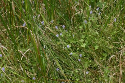 Moorglöckchen (Wahlenbergia hederacea) im Schuster-Hannes-Bruch. Foto: Th. Schneider, 19.07.2018