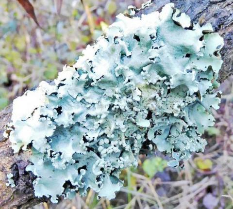 Parmotrema perlatum - Foto: Erwin Breit