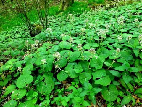 Petasites albus