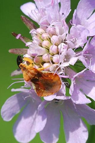 Phymata crassipes an der Rebenklamm bei Reinheim (Foto: U. Heseler, 18.06.2009)