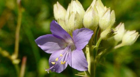 Himmelsleiter (Polemonium caeruleum) im Oberthaler Bruch
