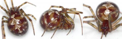 Steatoda triangulosa, Weibchen, in Saarlouis-Picard
